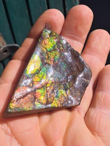 Ammolite - Fragment fossilisé - Placenticeras - 7.4 cm - 4.5