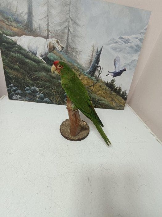 Perruche Support de corps entier pour taxidermie -, Verzamelen, Dierenverzamelingen