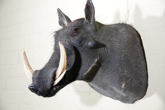 Large African Warthog Schedel - Phacochoerus africanus - 52, Antiek en Kunst, Curiosa en Brocante