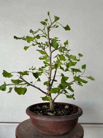 Bonsaï Ginkgo (Ginkgo biloba) - Hauteur (arbre) : 40 cm -