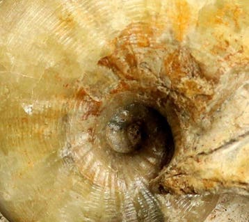 Fijn en kleurrijk nautiloïde op steen – Groene calciet met