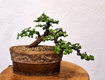 Jade bonsai (Crassula/Portulacaria) - Hoogte (boom): 26 cm -