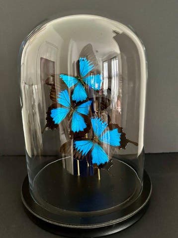 Vlinder Taxidermie volledige montage - Papilio Ulysses - 30