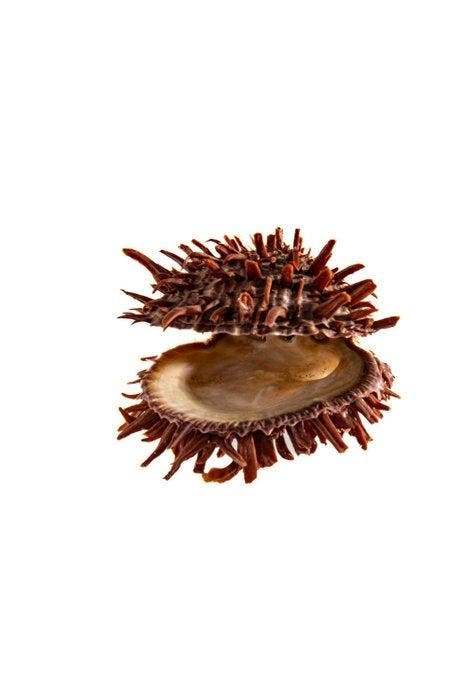 unieke Stachelauster  GEM  verzamelobject Taxidermie, Collections, Collections Animaux