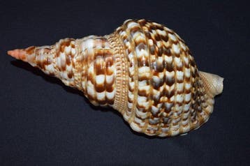 Zeeslak Zeeschelp - M-948 CHARONIA VARIEGATA, Nieuw