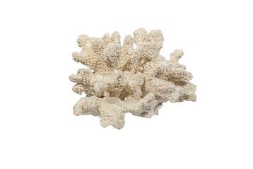 Luxueus maritiem solitaire schelpenhuis – Pocillopora, Nieuw