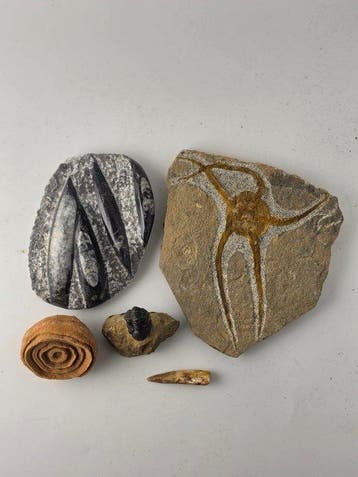 Gefossiliseerd dier - Mixed Fossil Collection from Morocco –, Collections