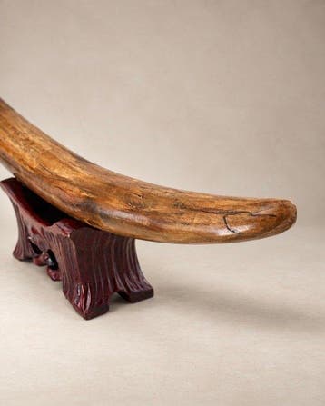 Mammouth laineux - Défense fossilisée - 53 cm - 6.4 cm