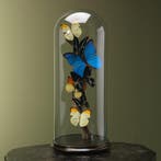 Vlinders in Stolp Taxidermie Opgezette Dieren By Max, Ophalen of Verzenden, Opgezet dier