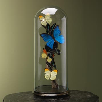 Vlinders in Stolp Taxidermie Opgezette Dieren By Max, Verzamelen, Ophalen of Verzenden, Nieuw, Insect, Opgezet dier