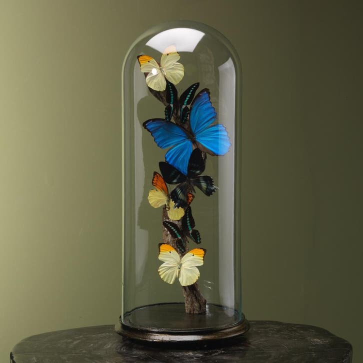 Vlinders in Stolp Taxidermie Opgezette Dieren By Max, Verzamelen, Dierenverzamelingen, Opgezet dier, Nieuw, Insect, Ophalen of Verzenden