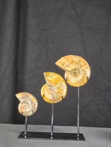 Ammoniet - Gefossiliseerd dier - Three Polished Ammonite