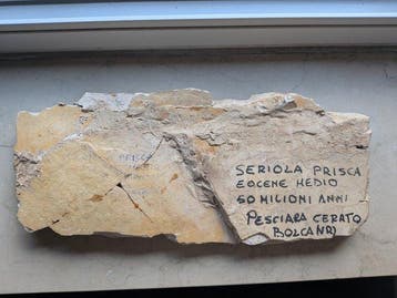 Vis - Fossiele matrix - Seriola prisca - 13 cm - 29.5 cm
