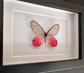 Vlinder Taxidermie volledige montage - Cithaerias pireta