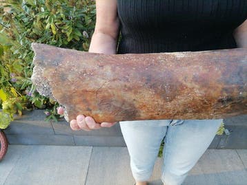 Wolharige mammoet - Fossiel bot - Mammuthus primigenius, Verzamelen, Mineralen en Fossielen