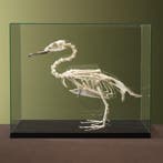Grote Zaagbek Skelet Taxidermie Opgezette Dieren By Max, Ophalen of Verzenden, Opgezet dier