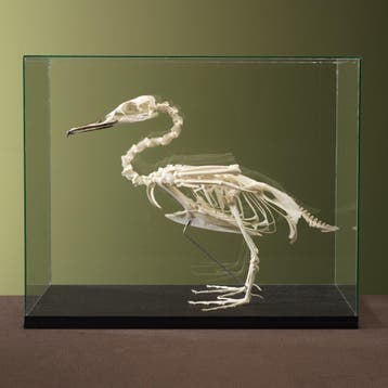 Grote Zaagbek Skelet Taxidermie Opgezette Dieren By Max, Ophalen of Verzenden, Opgezet dier