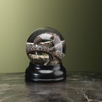 Slang op Sterk Water Taxidermie Opgezette Dieren By Max, Ophalen of Verzenden, Nieuw, Reptiel of Amfibie, Opgezet dier