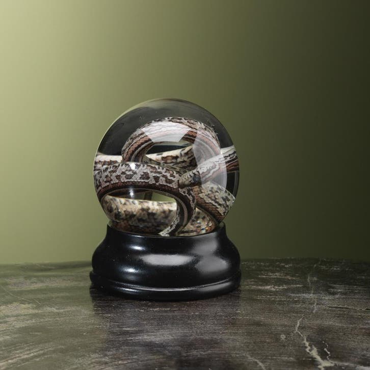 Slang op Sterk Water Taxidermie Opgezette Dieren By Max, Verzamelen, Dierenverzamelingen, Opgezet dier, Nieuw, Reptiel of Amfibie