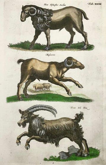 Matthäus Merian (1593-1650) - hand coloured folio, Ibex,