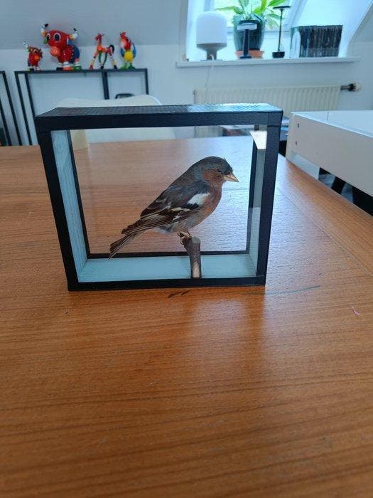 heggenvink Taxidermie volledige montage - Fringilla coelebs, Verzamelen, Dierenverzamelingen