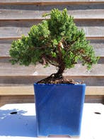 GROTE juniperus sonare bonsai semi-cascade dans un pot de