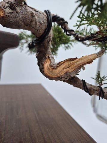 Bonsai van Itoigawa-juniper - Collectieobject - Hoogte