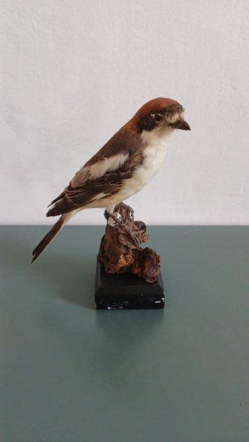 L’avoir capricieuse Support de corps entier pour taxidermie, Nieuw