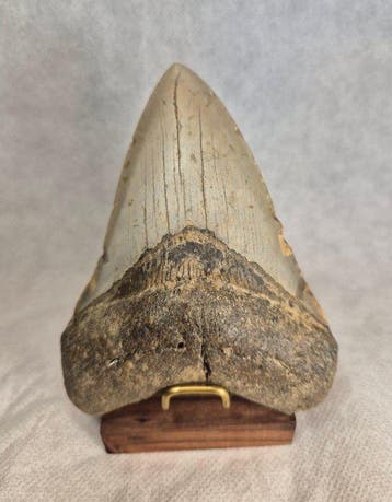 Killer Megalodon tooth with beautiful stand! - Fossiele tand