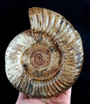 Ammoniet - Gefossiliseerd dier - Kranaosphinctes roedereri, Verzamelen