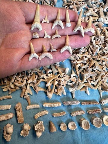 600 stuks haaien tanden incl. Wirbeln, Dino en meer !!!! -, Verzamelen