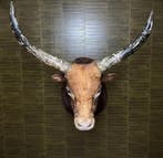 Koe Taxidermie Opgezette Dieren By Max, Ophalen of Verzenden, Nieuw, Wild dier, Opgezet dier