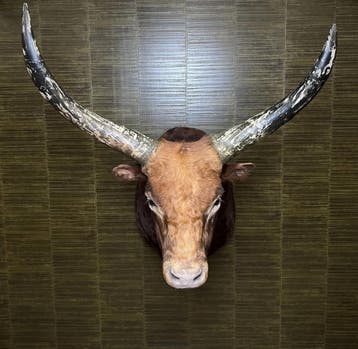 Koe Taxidermie Opgezette Dieren By Max, Ophalen of Verzenden, Nieuw, Wild dier, Opgezet dier