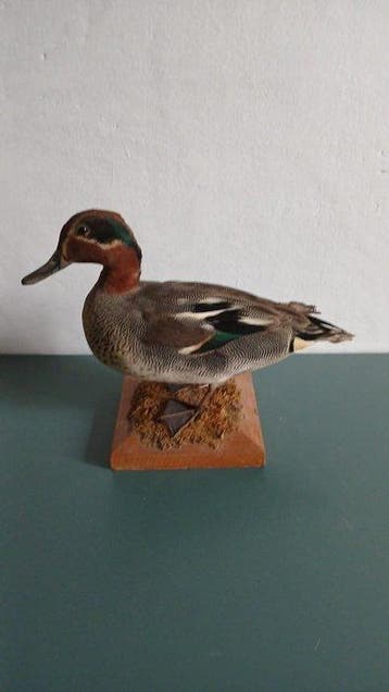 Mannetje wintertaling Taxidermie volledige montage - Anas