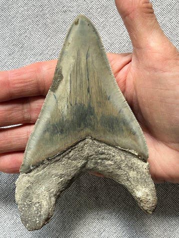 Enorme Megalodon-tand van 13,2 cm - Fossiele tand -