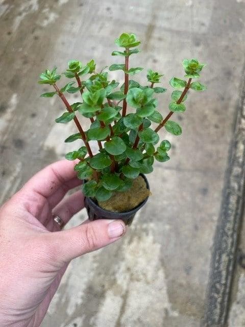Rotala Orange Juice (Aquariumplanten, Aquarium producten), Dieren en Toebehoren, Vissen | Aquaria en Toebehoren, Plant(en), Steen of Hout