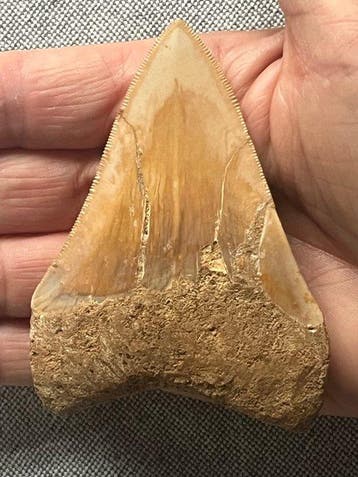 Megalodon-tand 9,2 cm - Fossiele tand - Carcharocles