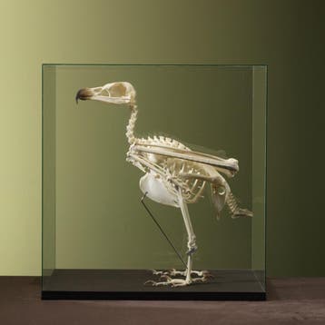 Lammergier Skelet Taxidermie Opgezette Dieren By Max, Ophalen of Verzenden, Nieuw, Vogel, Opgezet dier
