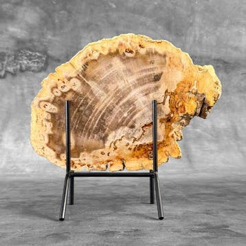 Prachtige snede van versteend hout op een op maat gemaakte