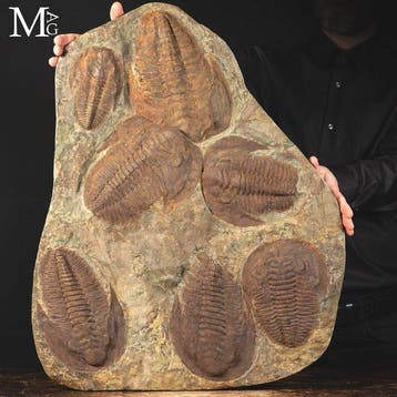 Massieve Devonische plaat met een verzameling van zeven