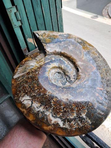 Ammonite - Animal fossilisé - Aioloceras (Cleoniceras) sp. -