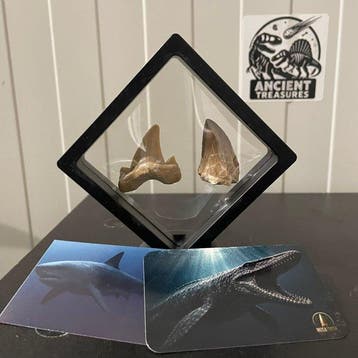 Mosasaurus - Fossiele tand - Authentieke fossielen in luxe