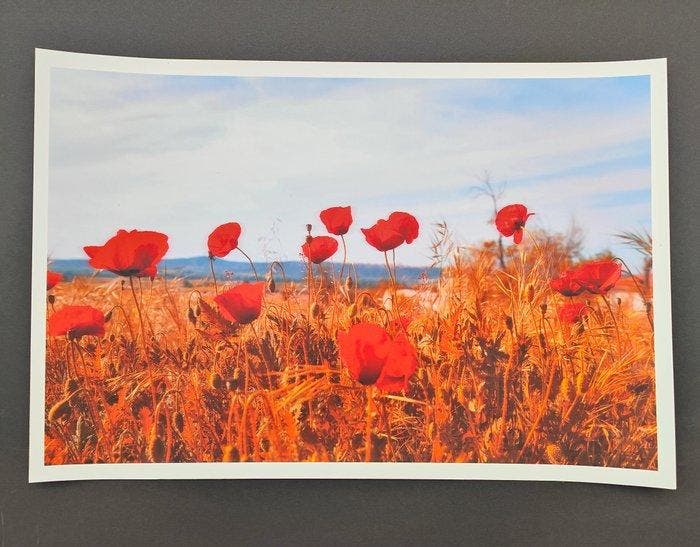 Viet Ha Tran - Poppies from last summer, Antiquités & Art, Art | Objets design