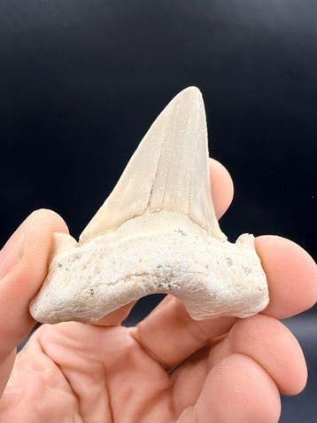 Requin - Dent fossile - Otodus obliquus - 6.3 cm (Sans prix, Collections