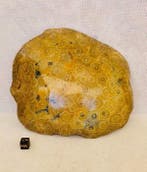 Corail Corail - Corail fossilisé, Collections