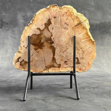 Magnifique tranche de bois pétrifié sur un socle