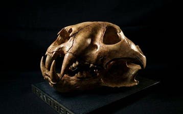 panter Taxidermie replica montage - Panther Skull Replica -