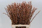 Katjeswilg gekleurde wilgenkatjes salix latte/oranje bundel
