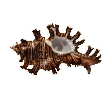 Exotische reuzenstekelslak – Chicoreus ramosus (120 mm) –, Antiek en Kunst