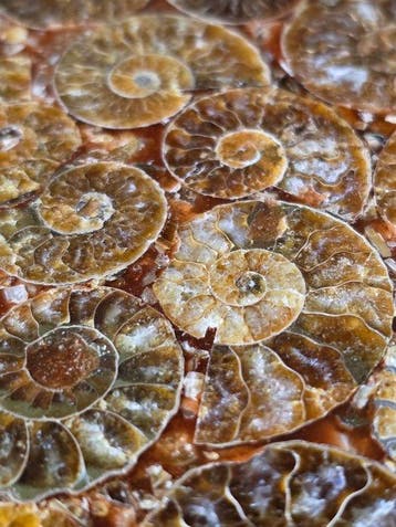 Ammoniet - Gefossiliseerd dier - Aioloceras (Cleoniceras)